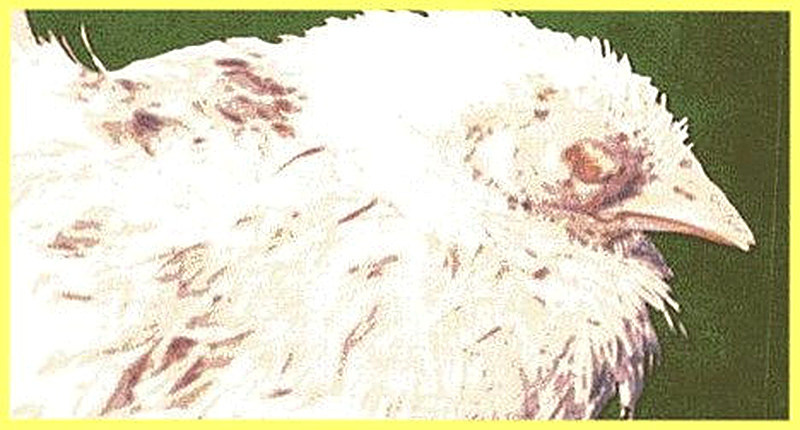 Паратиф у кур