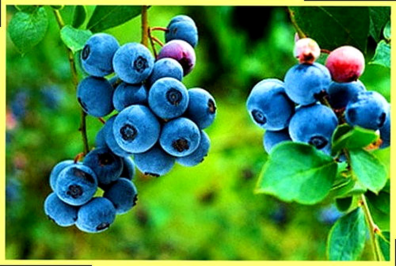 Полезные свойства черники