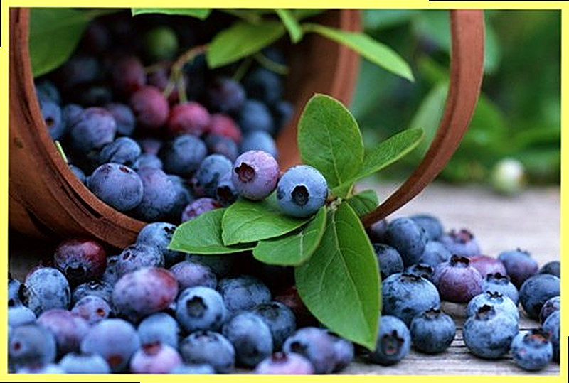 Полезные свойства черники и противопоказания