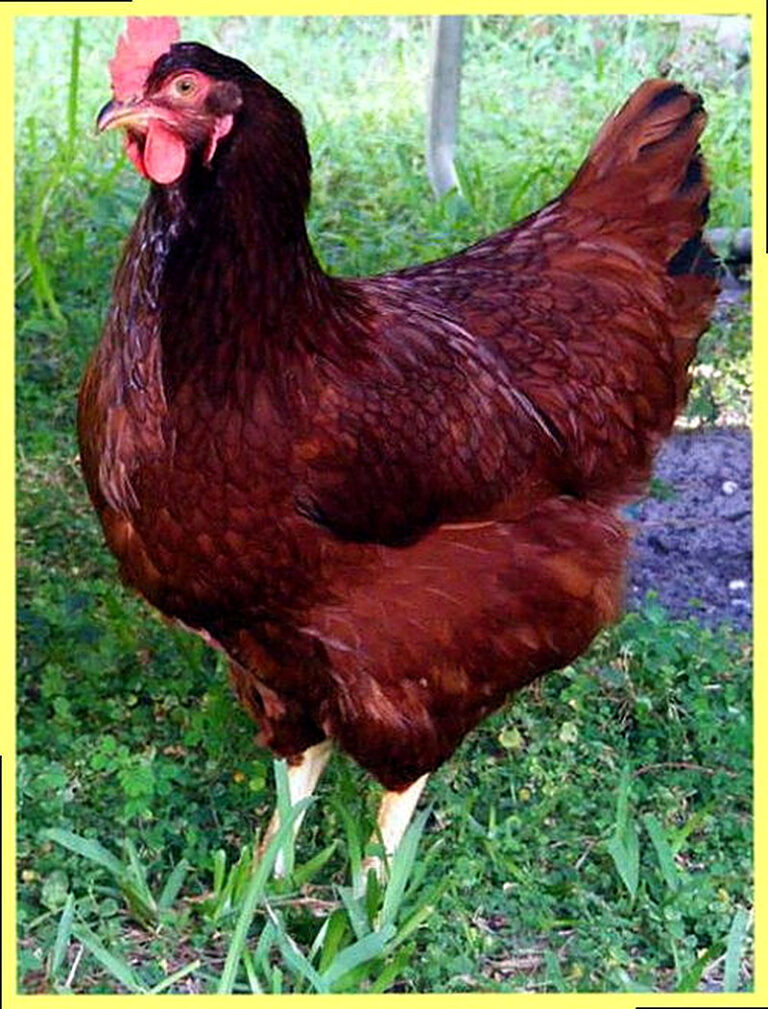 Порода кур хайсек браун описание фото