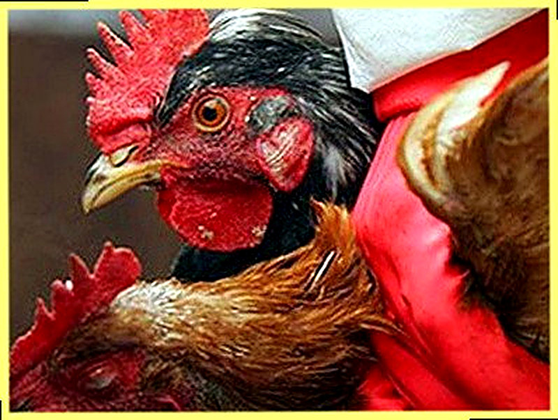 Псевдочума у кур