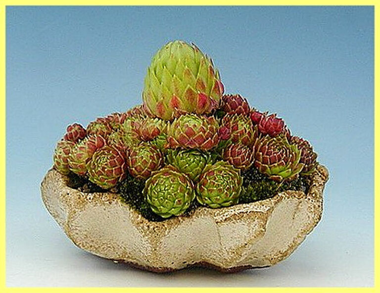 Суккуленты уход в домашних условиях фото