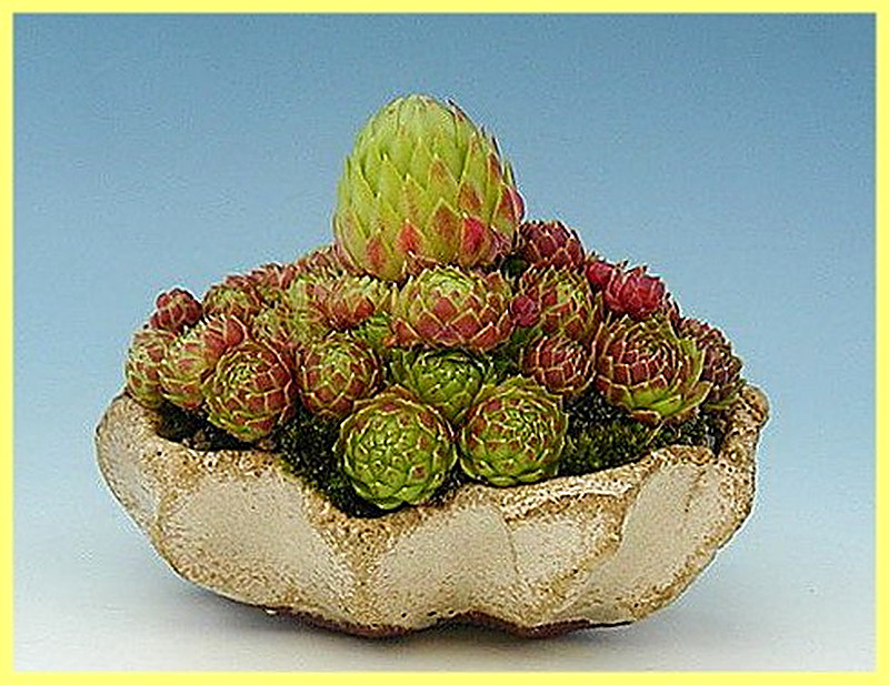 Суккуленты уход в домашних условиях фото