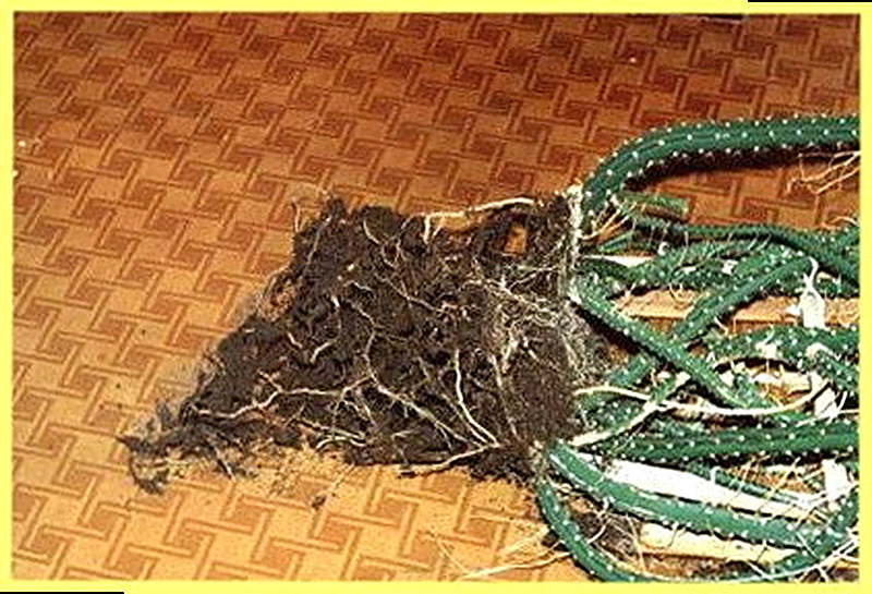 Корневые суккуленты