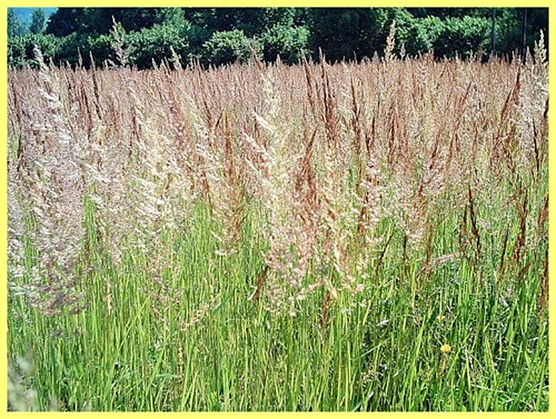 Костер безостый фото