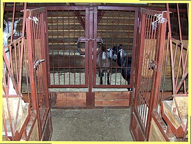 Козлятник для коз