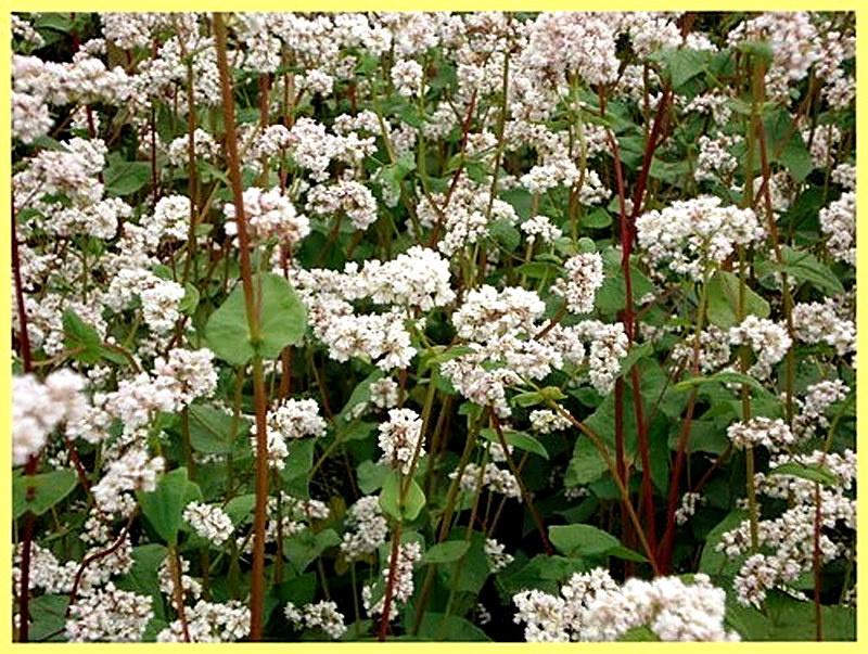 Сераделла посевная фото