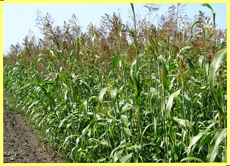 Трава суданка фото