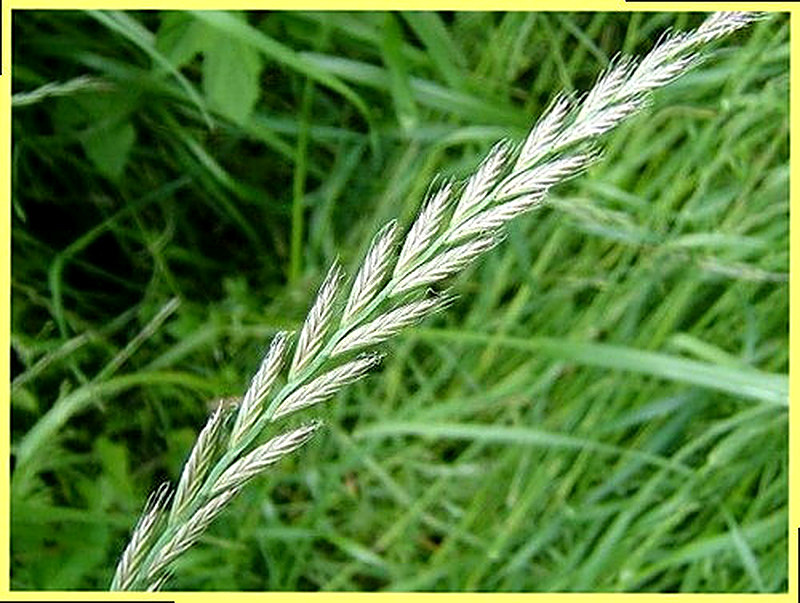 Райграс многолетний фото