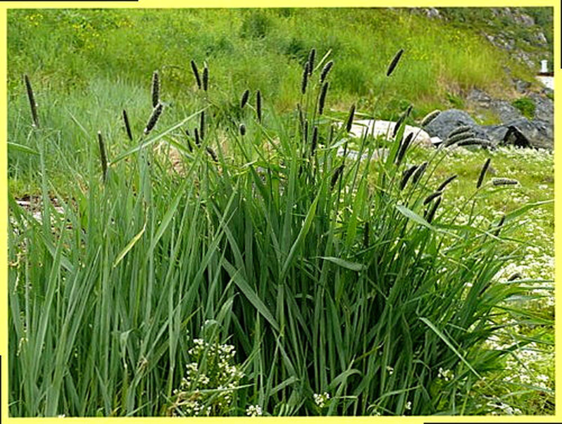 Лисохвост фото растения