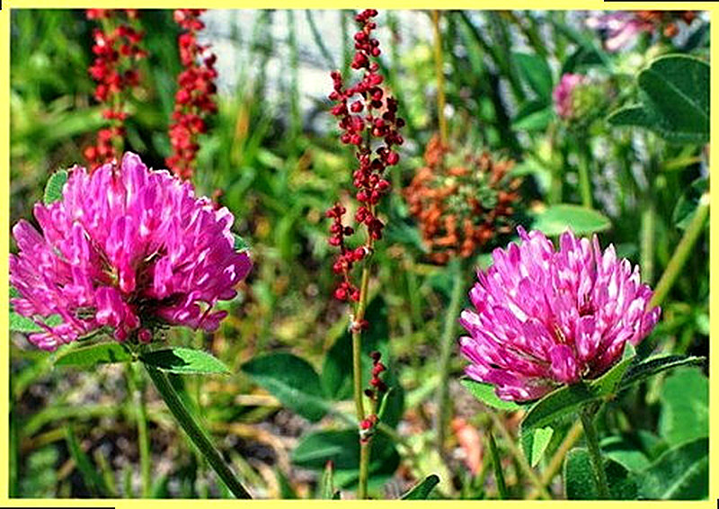 Красный клевер фото