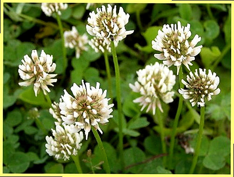 Клевер белый фото