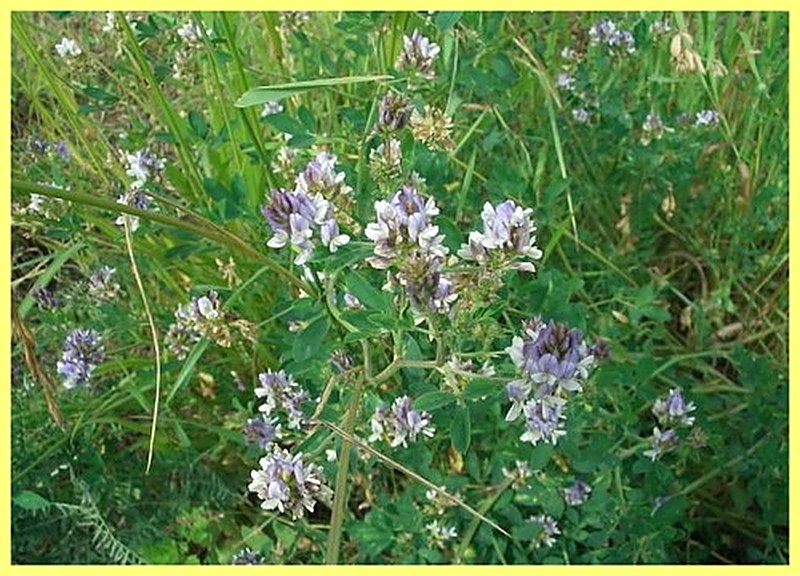 Люцерна посевная фото