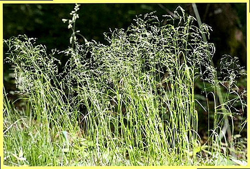 Полевица белая фото