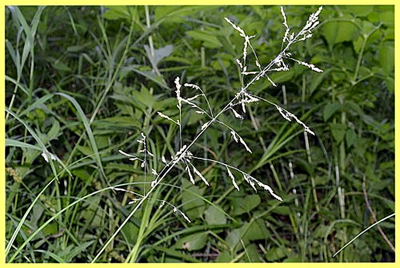 Мятлик обыкновенный фото