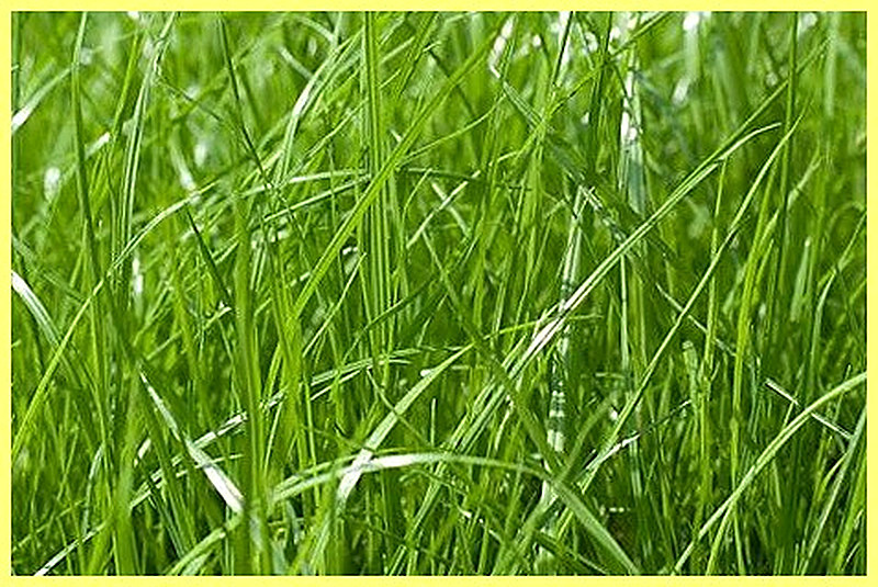 Мятлик луговой фото