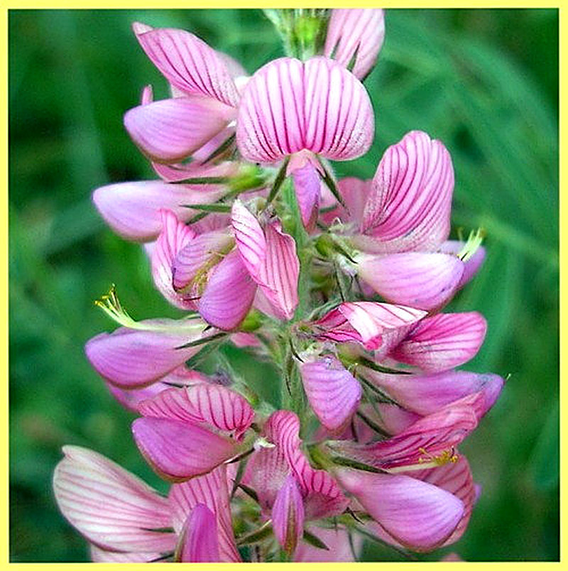 Эспарцет фото