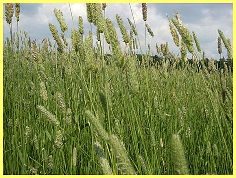 Тимофеевка луговая фото