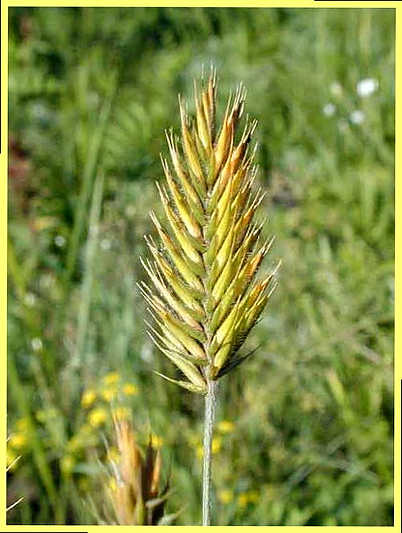 Житняк фото