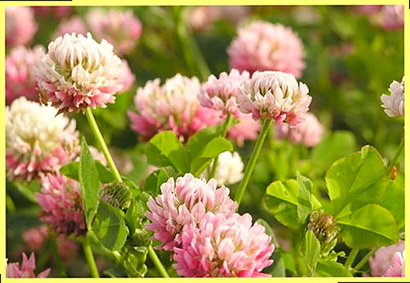 Клевер Шведский фото