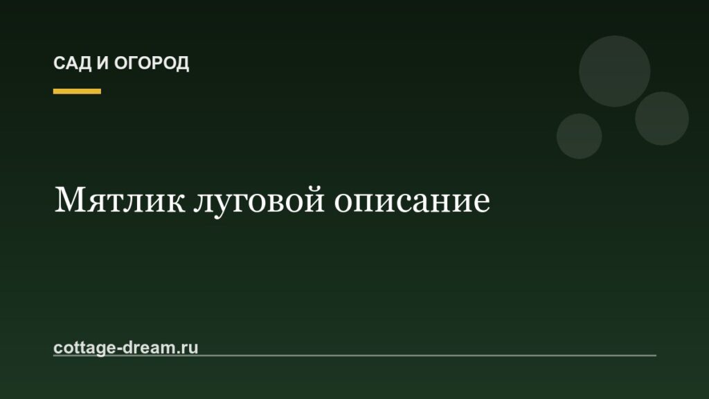 Мятлик луговой описание: фото