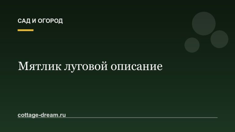 Мятлик луговой описание: фото