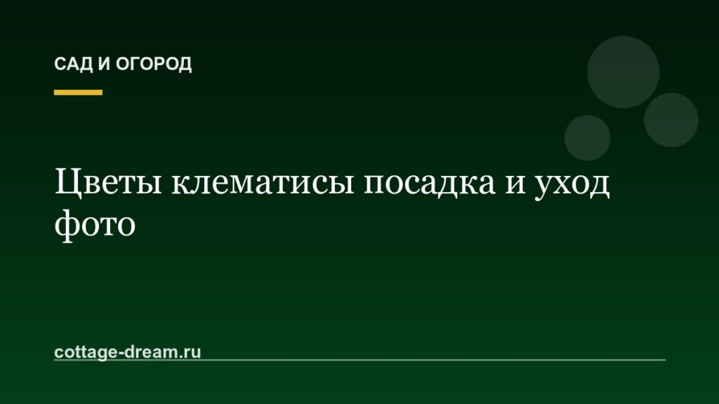Цветы клематисы посадка и уход фото
