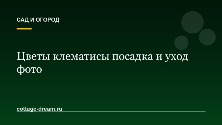 Цветы клематисы посадка и уход фото