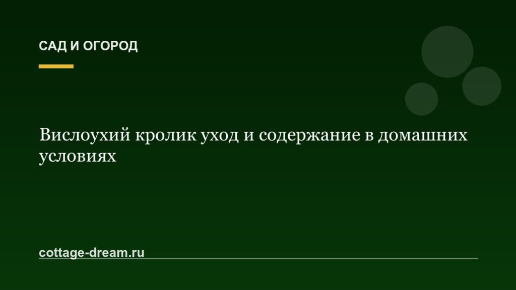 Вислоухий кролик уход и содержание в домашних условиях