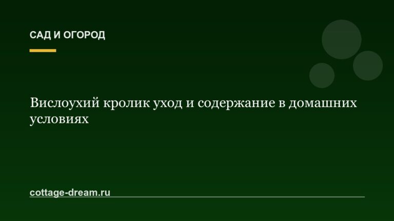 Вислоухий кролик уход и содержание в домашних условиях