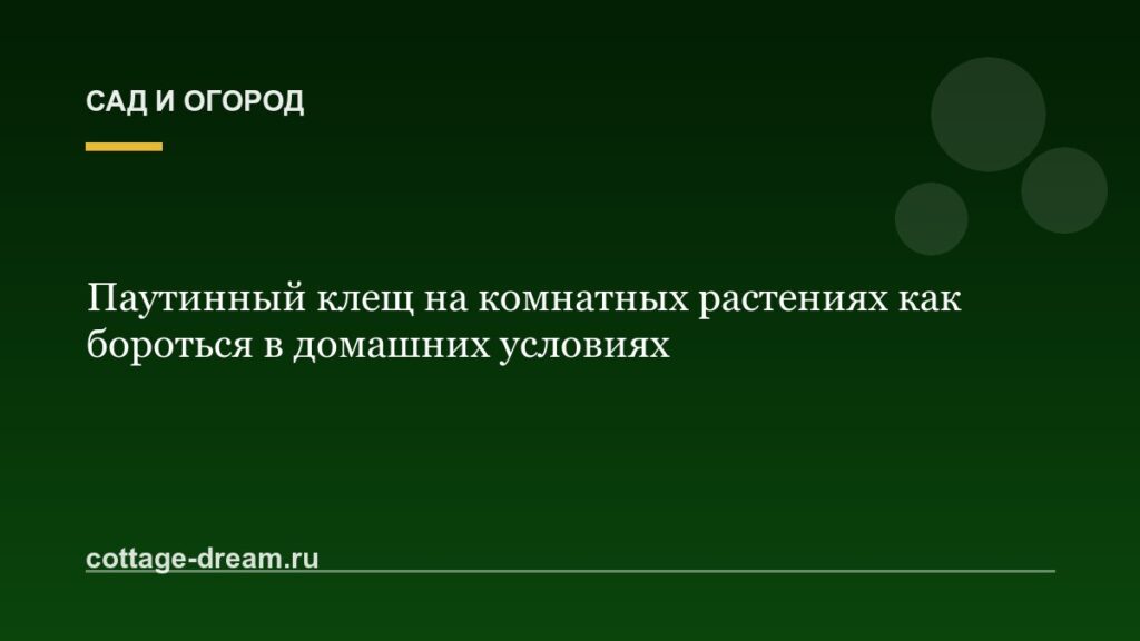 Паутинный клещ на комнатных растениях как бороться в домашних условиях