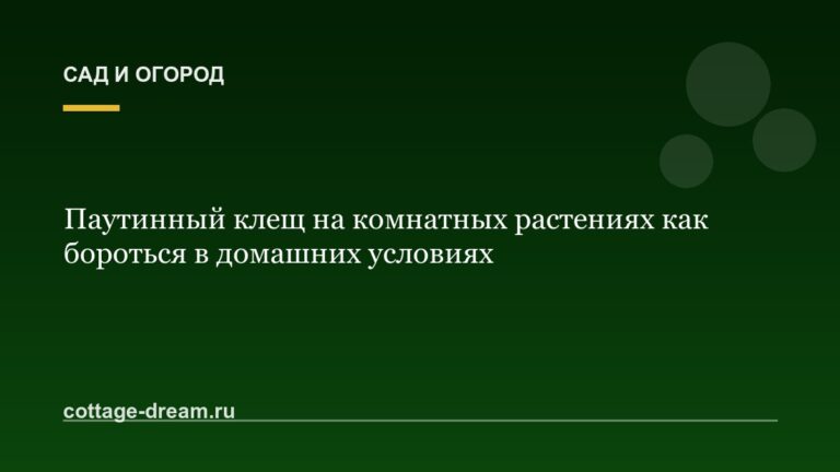 Паутинный клещ на комнатных растениях как бороться в домашних условиях