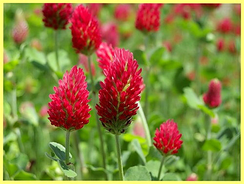 Клевер пунцовый фото