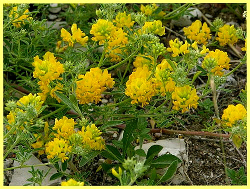 Серповидная люцерна фото