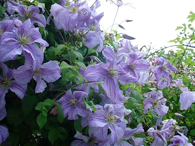 Цветы клематисы посадка и уход фото