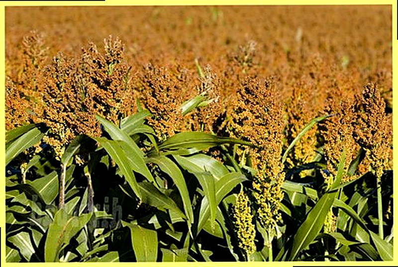 Сорго зерновое фото