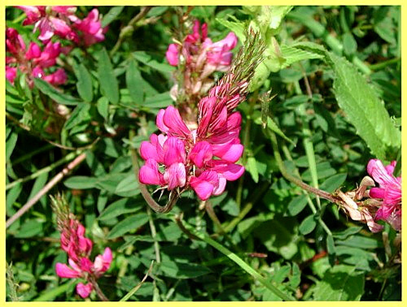 Вика мохнатая фото