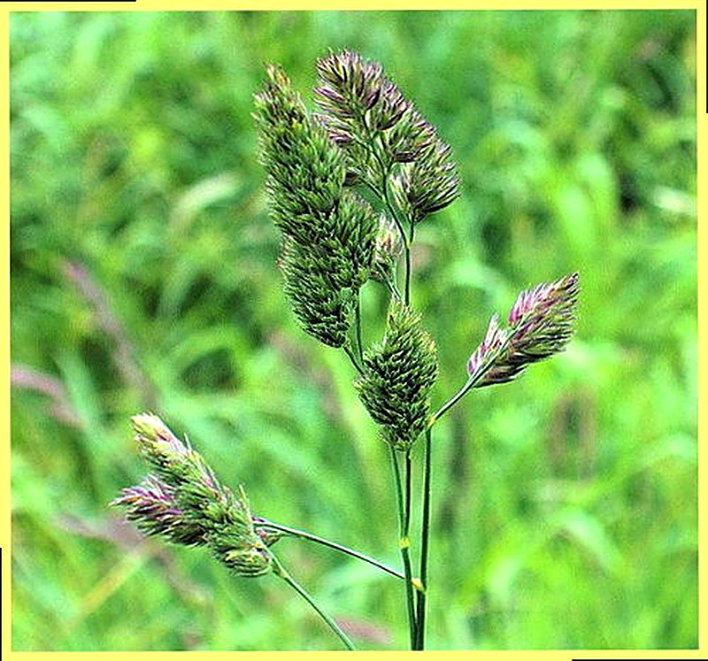 Ежа сборная фото