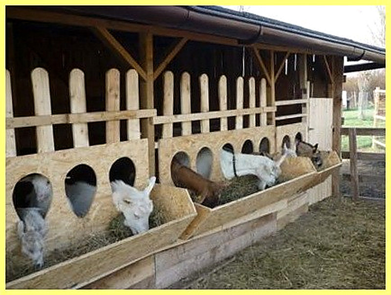 Помещение для содержания коз