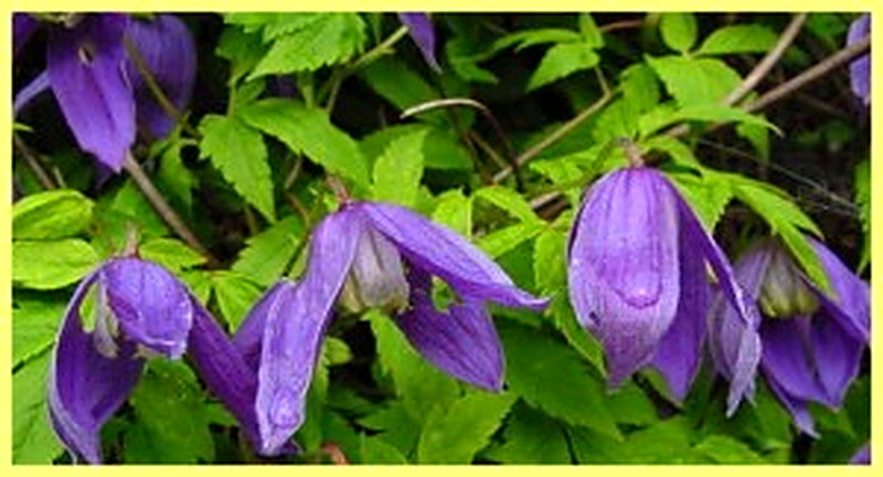 Альпийский климатис фото