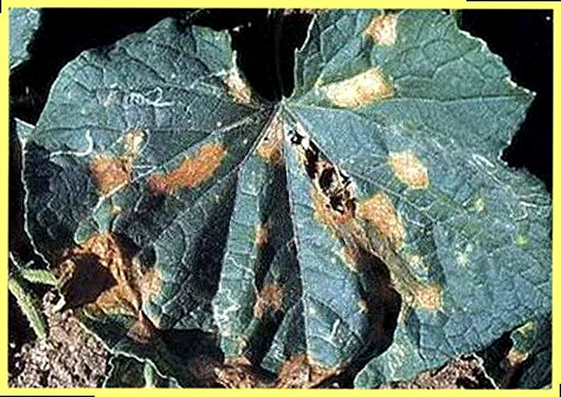 Антракноз огурцов фото