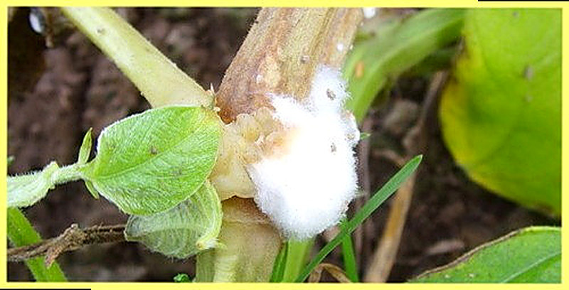 Белая гниль на огурцах меры борьбы