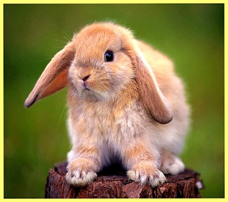 Болезни кроликов фото и описание