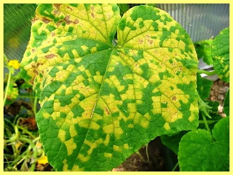 Болезни огурцов фото и их лечение