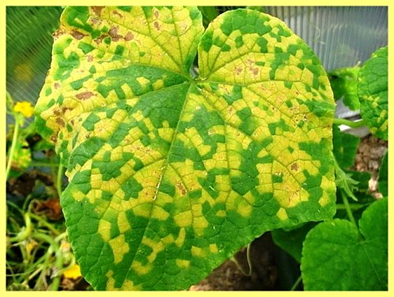 Болезни огурцов фото и их лечение