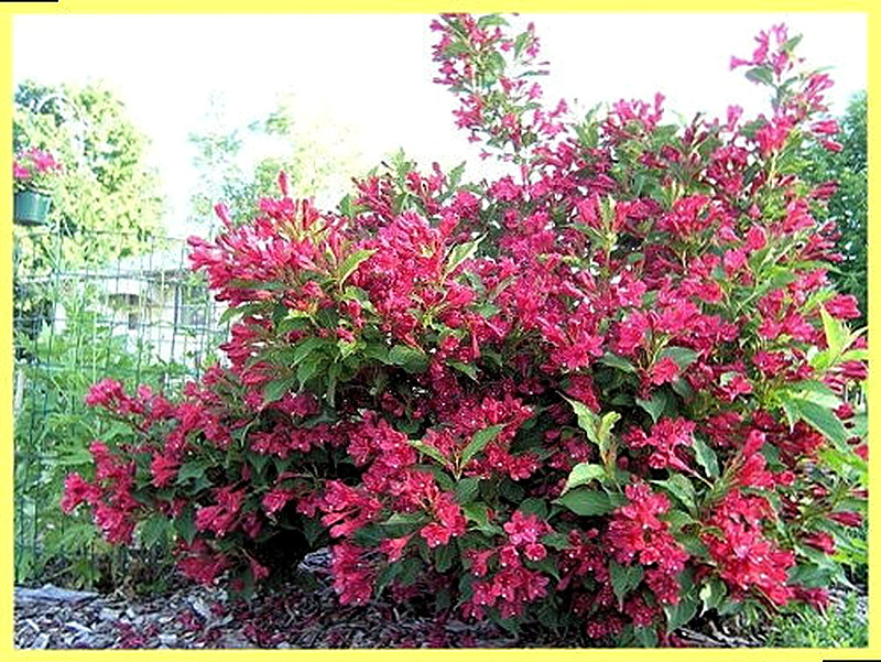 Вейгела фото