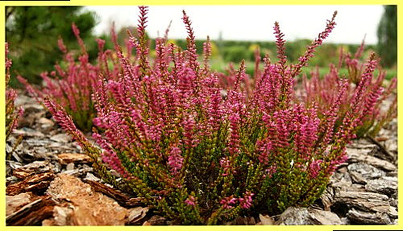 Вереск обыкновенный фото