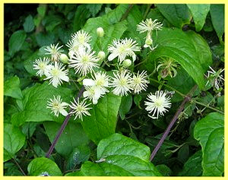 Виноградолистный климатис фото