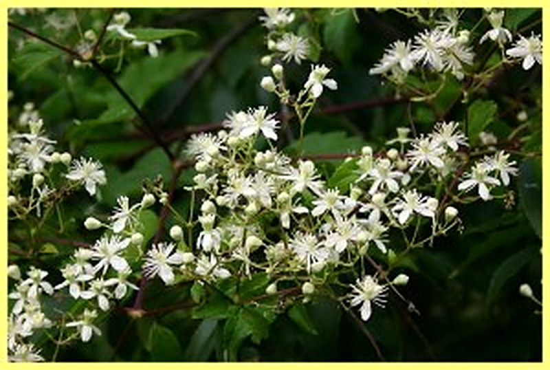 Виргийский климатис