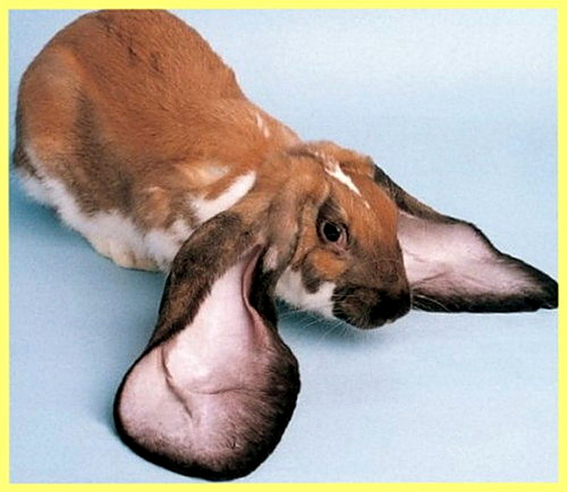 Вислоухий кролик уход и содержание